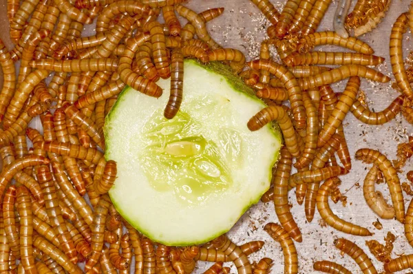 Cucumber Slice Surrounded Flour Worms Close — Stock Photo, Image