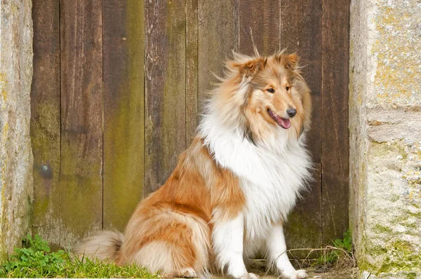 Collie Hund Närbild — Stockfoto