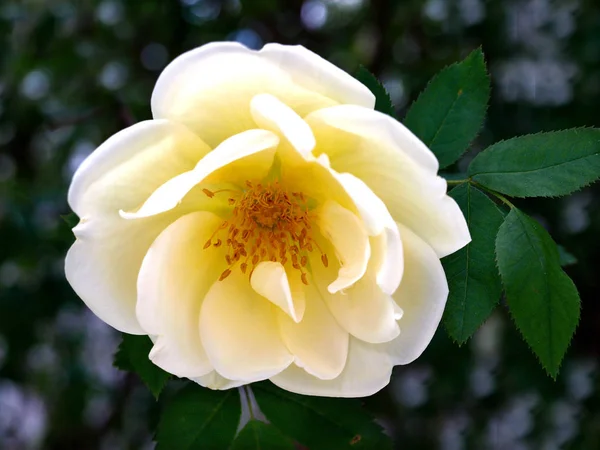 Gros Plan Fleur Rose Fraîche Sur Fond — Photo