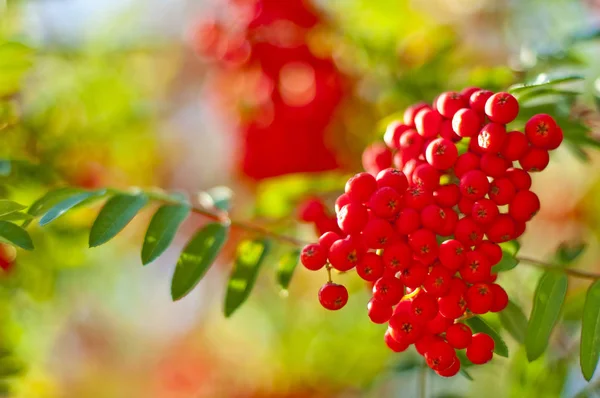 Taze Çiğ Kırmızı Rowan Çilek Yeşil Ile Yakın Çekim Fotoğraf — Stok fotoğraf