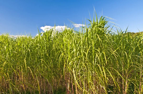 The Renewable Resource Switchgrass For  Heating And Production Of Diesel