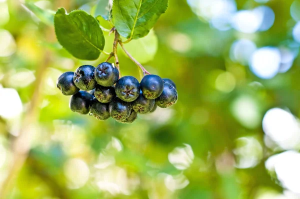 Aronia Berries Its Bush Close — Stock Photo, Image