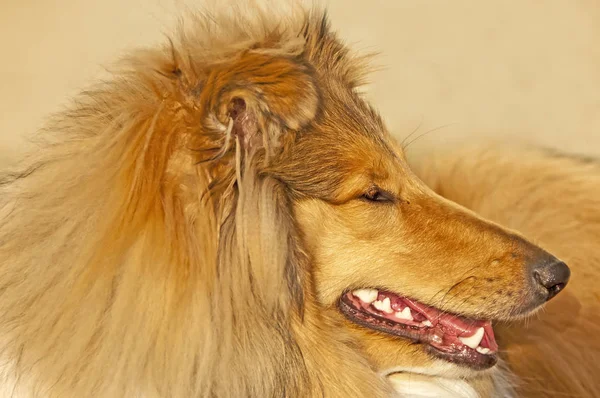 Närbild Brittisk Collie Hund — Stockfoto