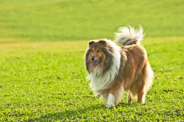 Collie Hund Nära Upp Skott — Stockfoto