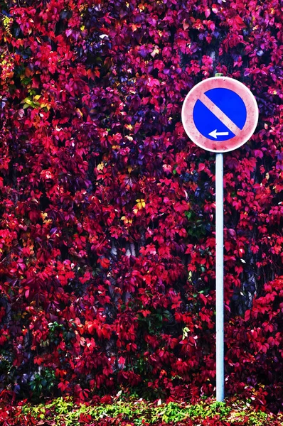 Sonbahar Kırmızı Close Yol Işareti Ile Doğada Açık Bırakır — Stok fotoğraf