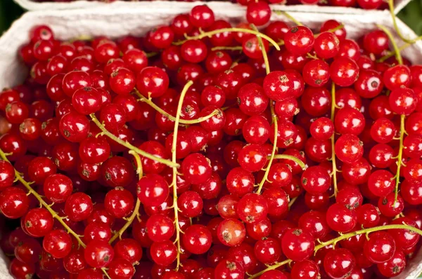 Nahaufnahme Von Frischen Rohen Roten Johannisbeeren — Stockfoto