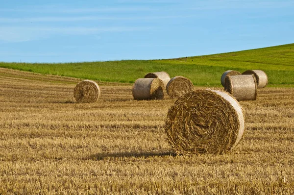 Strohballen Auf Der Wiese Bei Sonnigem Wetter — Stockfoto