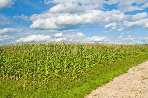 Mais Mit Blauem Himmel Und Wolken Einem Windigen Tag — Stockfoto