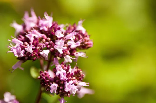 Detailní Foto Květin Majoránkou Sweet Blossom — Stock fotografie