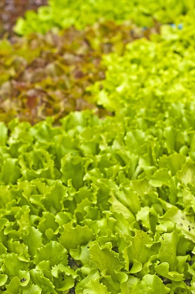 Plantules Salade Gros Plan — Photo
