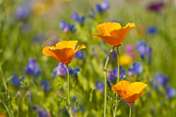 ぼやけグリーン フィールド上黄色のカリフォルニア ポピーの花のクローズ アップ — ストック写真