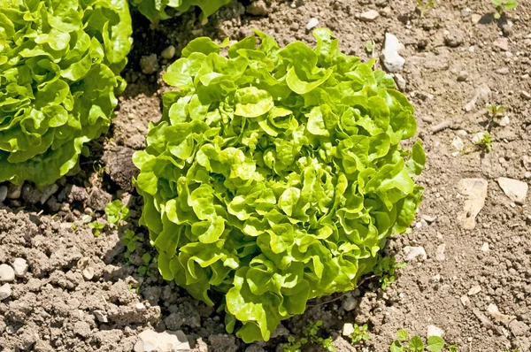 Salade Cultivation Sur Terrain Close — Photo