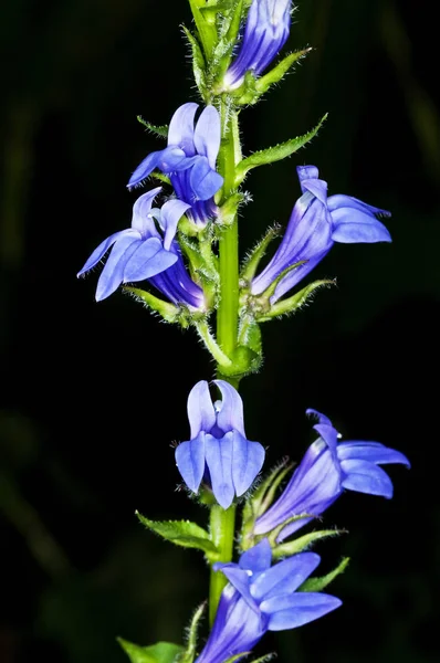 Planta Medicinal Índios Americanos Lobelia Sobre Fundo Preto — Fotografia de Stock