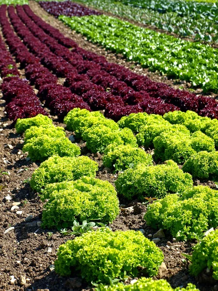 Cultivation Spinach Close Shot — Stock Photo, Image