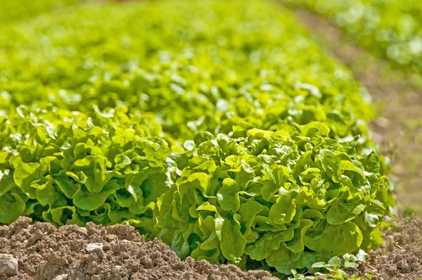 Salatanbau Auf Feld Aus Nächster Nähe — Stockfoto