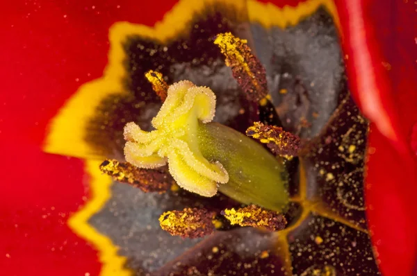 Lale Çiçek Güzel Çiçeği Close — Stok fotoğraf