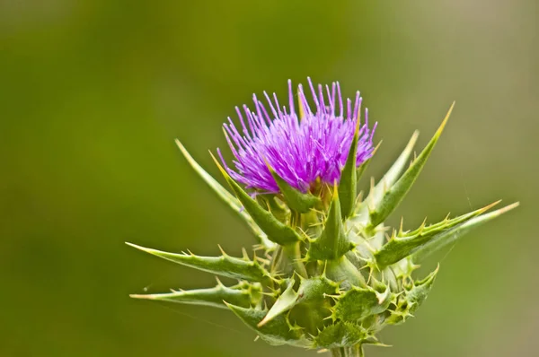 Close Shot Beautiful Flower — Stock Photo, Image