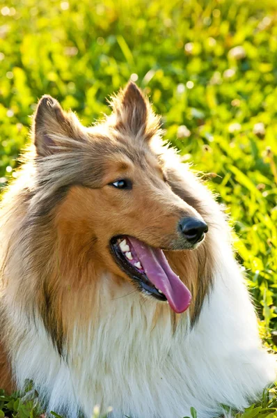 Collie Dog Vicino — Foto Stock