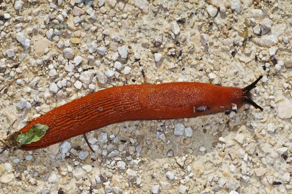 Close Photo Snail Nature — Stock Photo, Image