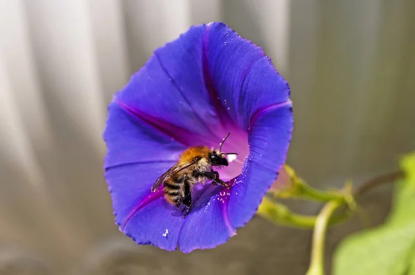 Biene Sitzt Auf Schönen Blauen Morgenruhm Blume Nahaufnahme — Stockfoto