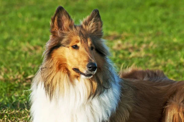 American Truebred Collie Tiro Cerca — Foto de Stock