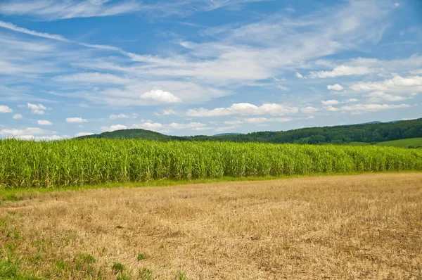 Förnybar Resurs Switch Gräset För Uppvärmning Och Produktion Diesel — Stockfoto
