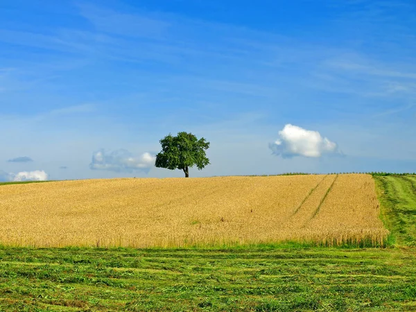 Пшеничное Поле Вблизи Выстрела — стоковое фото
