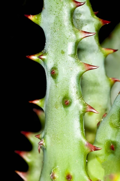 Aloe Heilpflanze Der Amerikanischen Ureinwohner — Stockfoto