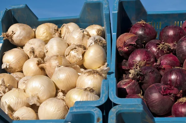 Close Organic Onion Blue Boxes Market — Stock Photo, Image