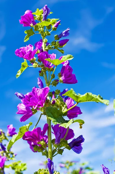 Fundo Floral Com Flores — Fotografia de Stock