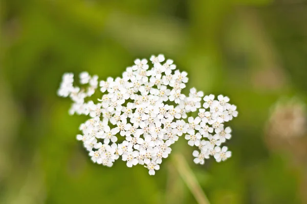Foto Cerca Flores Blancas Florece — Foto de Stock