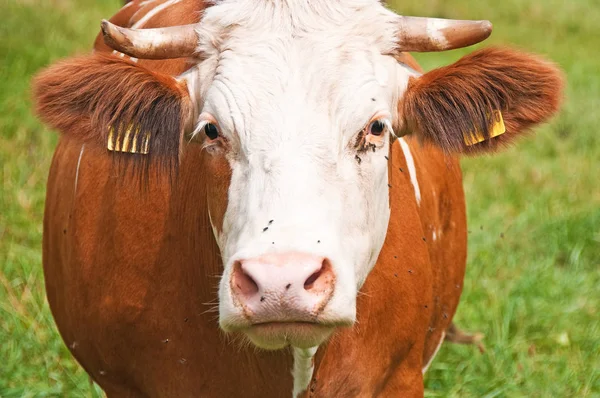 阳光明媚的日子 奶牛在草地上放牧 — 图库照片