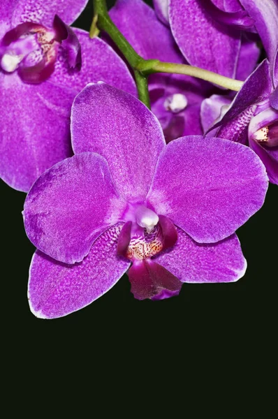 Färg Vackra Blommor Nära Upp Skott — Stockfoto