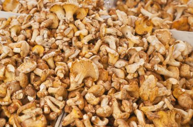 Cantharellus cibarius yakın atış