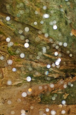 yakın çekim yeşil yaprak ile yağmur damlaları