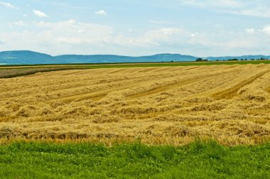 anız alanın panoramik manzaralı