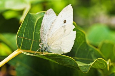 close-up of beautiful Cabbage Butterfly, Pieris Brassicae clipart