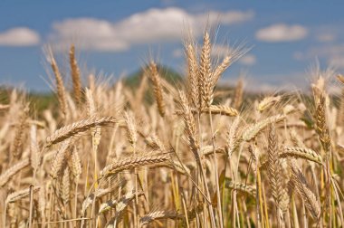 alan mavi gökyüzü ile olgun çavdar 