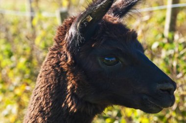 Vicugna Paços alpaka, yakın çekim