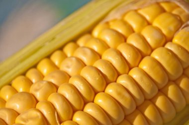 Taze hasat mısır koçanı yakın çekim fotoğraf 