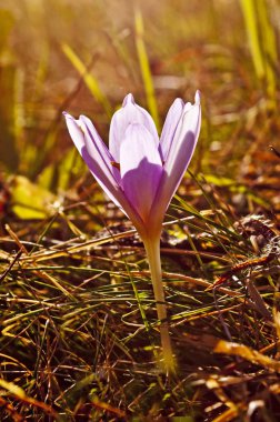 yakın çekim güzel mor safran çiçeği açık havada çiçeklenme