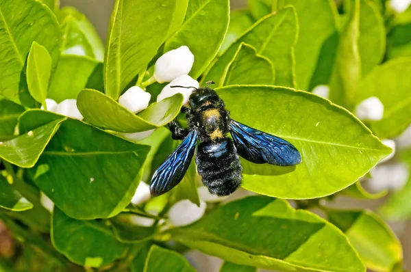 Close Foto Van Carpenter Bee Xylocopa Violacea — Stockfoto