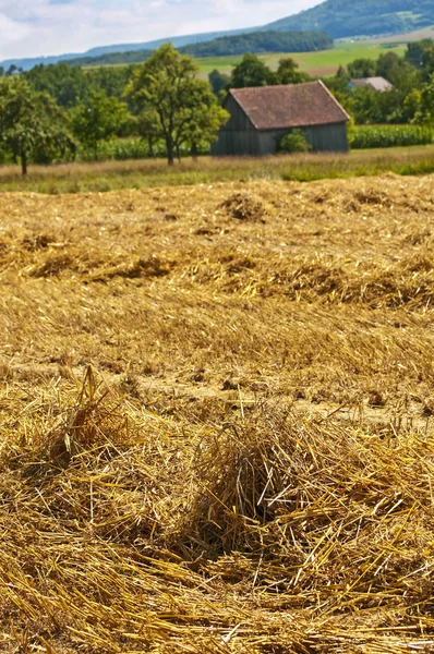 Пшеничное Поле Вблизи Выстрела — стоковое фото