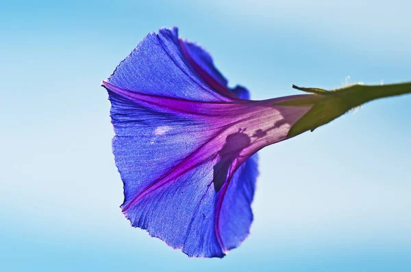 Abelha Sentado Bela Flor Glória Manhã Close — Fotografia de Stock