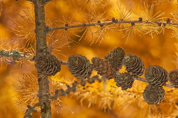 Rami Larice Luce Autunnale Primo Piano — Foto Stock