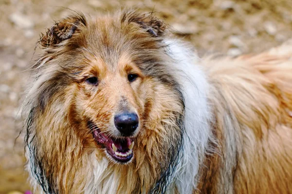 Collie Cachorro Close — Fotografia de Stock