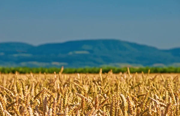 Пшеница Панорамным Видом Холмы — стоковое фото