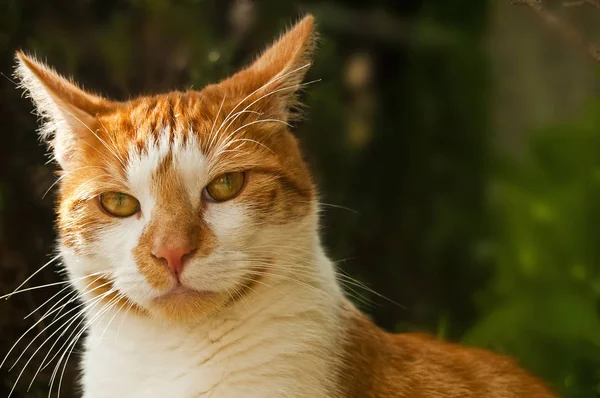 Küçük kedi inanılmaz yakın çekim