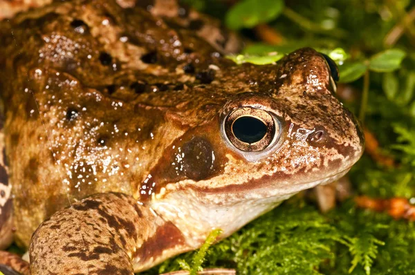 Photo Gros Plan Grenouille Sauvage Verte — Photo