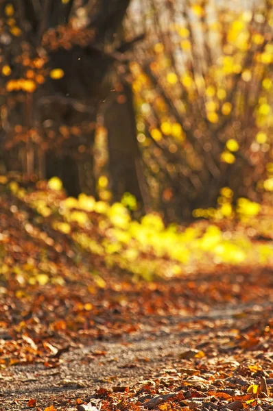 Bosque Pintado Otoñal Con Luz Suave Del Sol — Foto de Stock